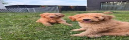 Labradoodle honden te koop: Mooie Labradoodle pups! - Advertentie 4