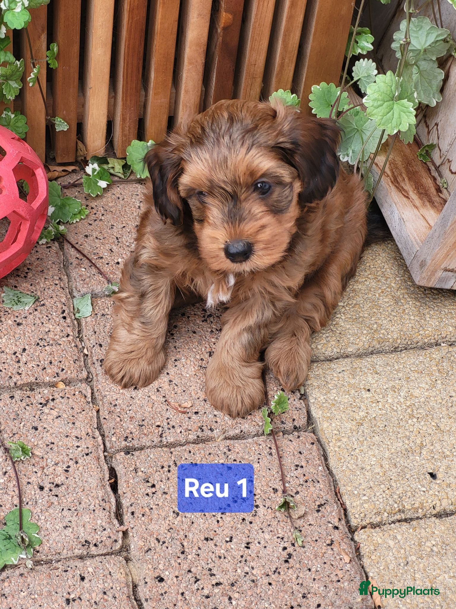 Kruising honden Havapoo pups - Advertentie 2