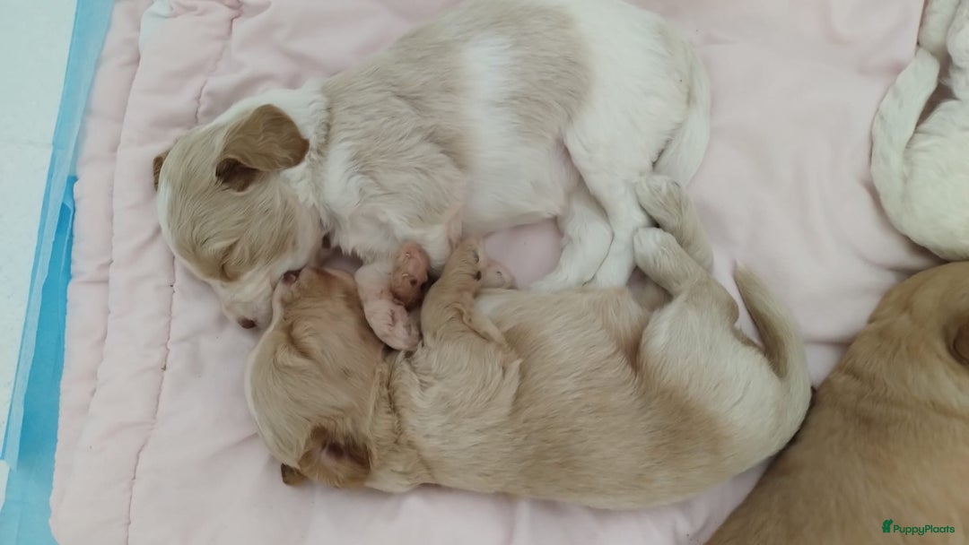 Australian Labradoodle honden te koop: Australian Labradoodle pups in Strijen - Afbeelding 23
