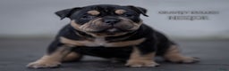 Amerikaanse Bully honden te koop: American Bully pocket  - Advertentie 14
