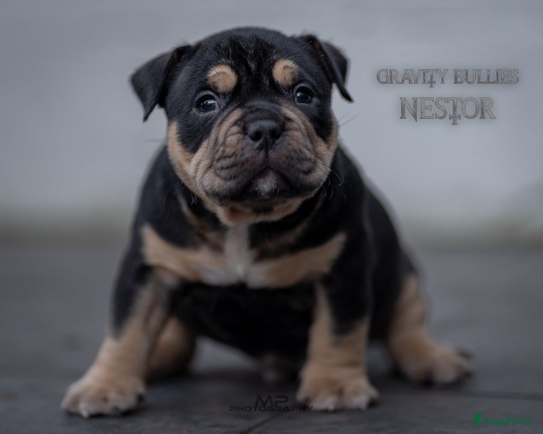 Amerikaanse Bully honden te koop: American Bully pocket  - Advertentie 14