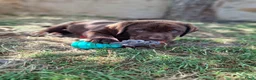 Labrador Retriever honden te koop: Raszuivere bruine labrador pups  - Advertentie 8