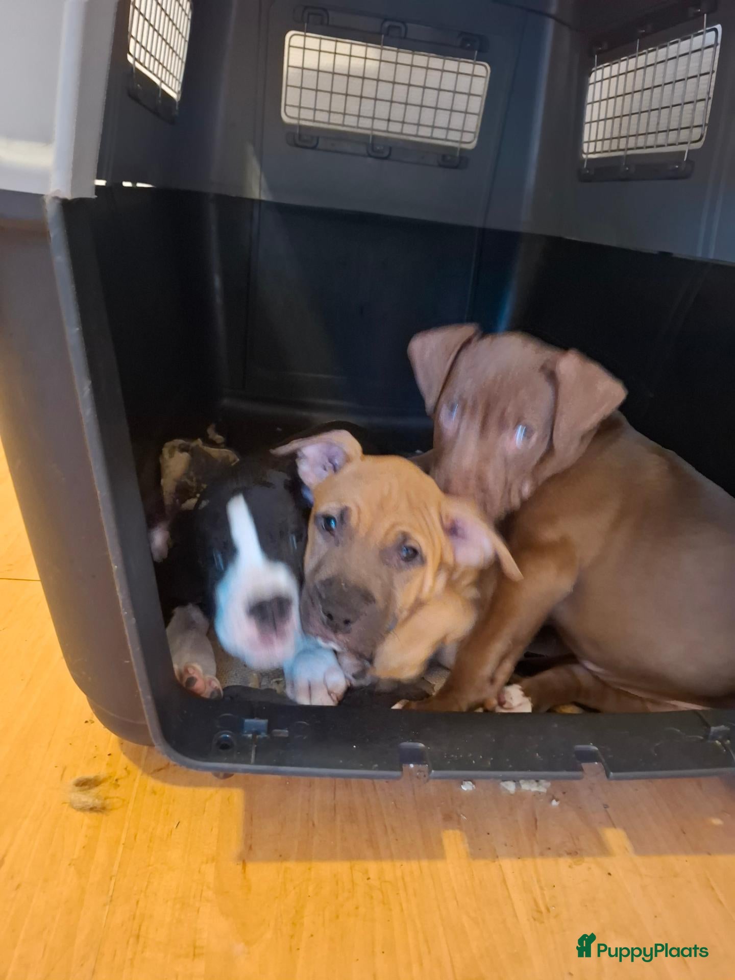 Kruising honden 2 Pups Red Nose American Bully Stafford Mix - Advertentie 6