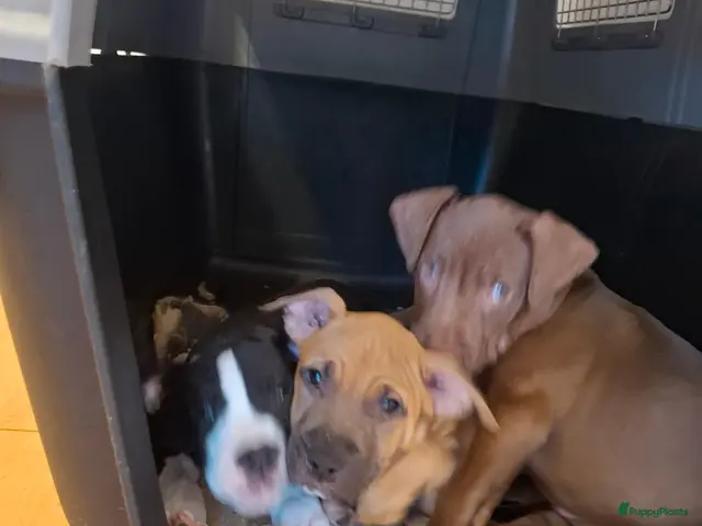 Kruising honden 2 Pups Red Nose American Bully Stafford Mix - Advertentie 6