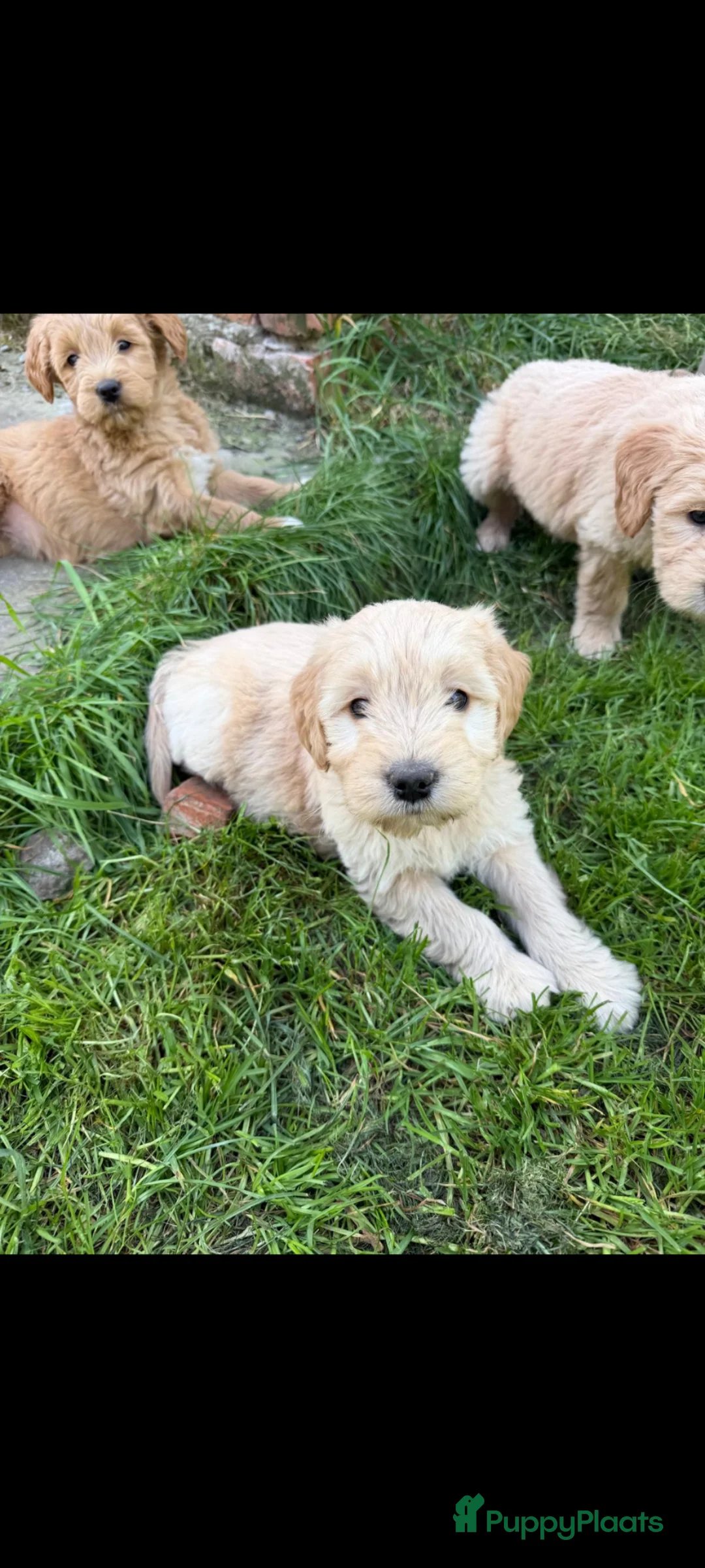Goldendoodle honden te koop: Goldendoodle pups  - Advertentie 12