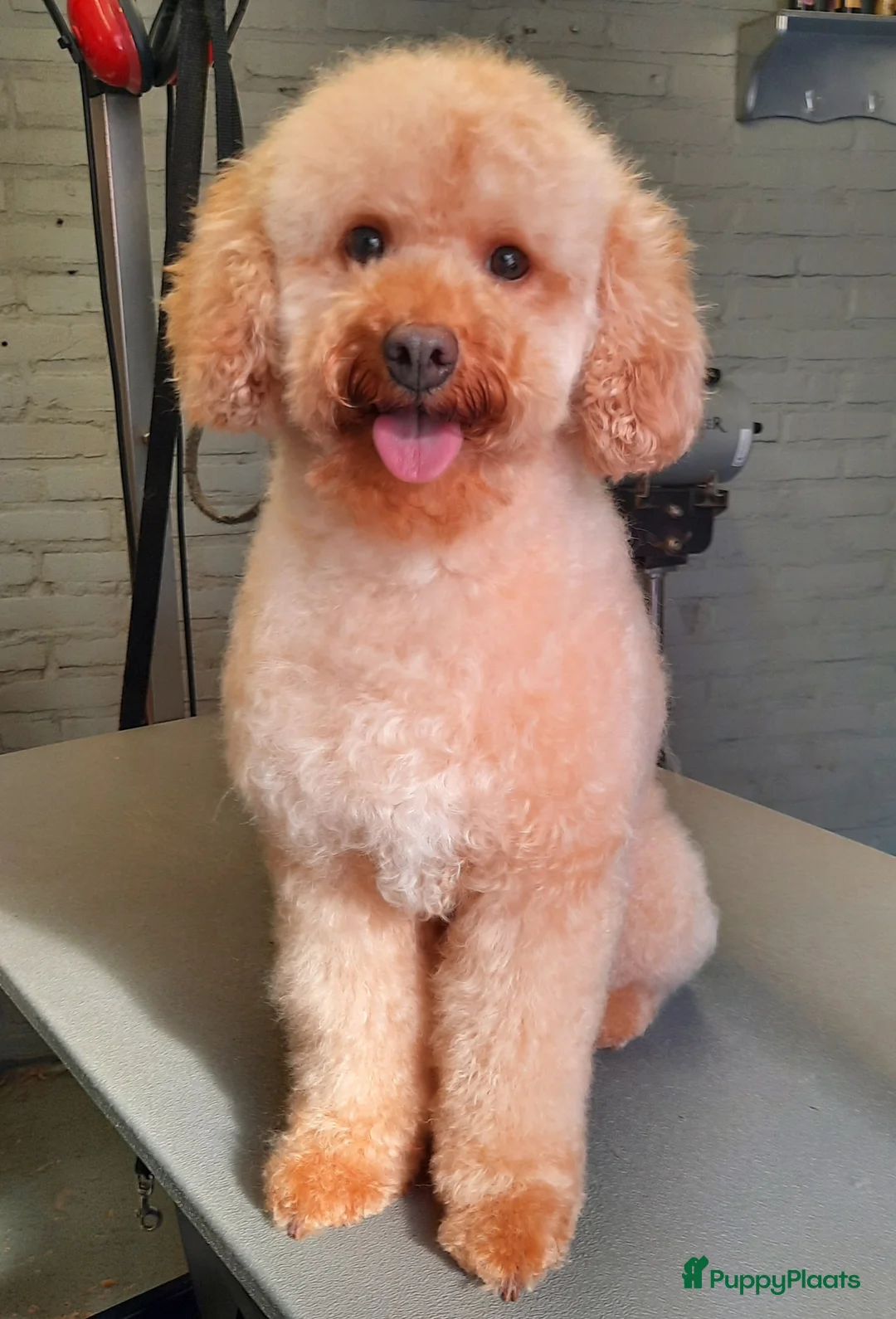Labradoodle honden te koop: F1b mini doodles in Aarlanderveen - Advertentie 7