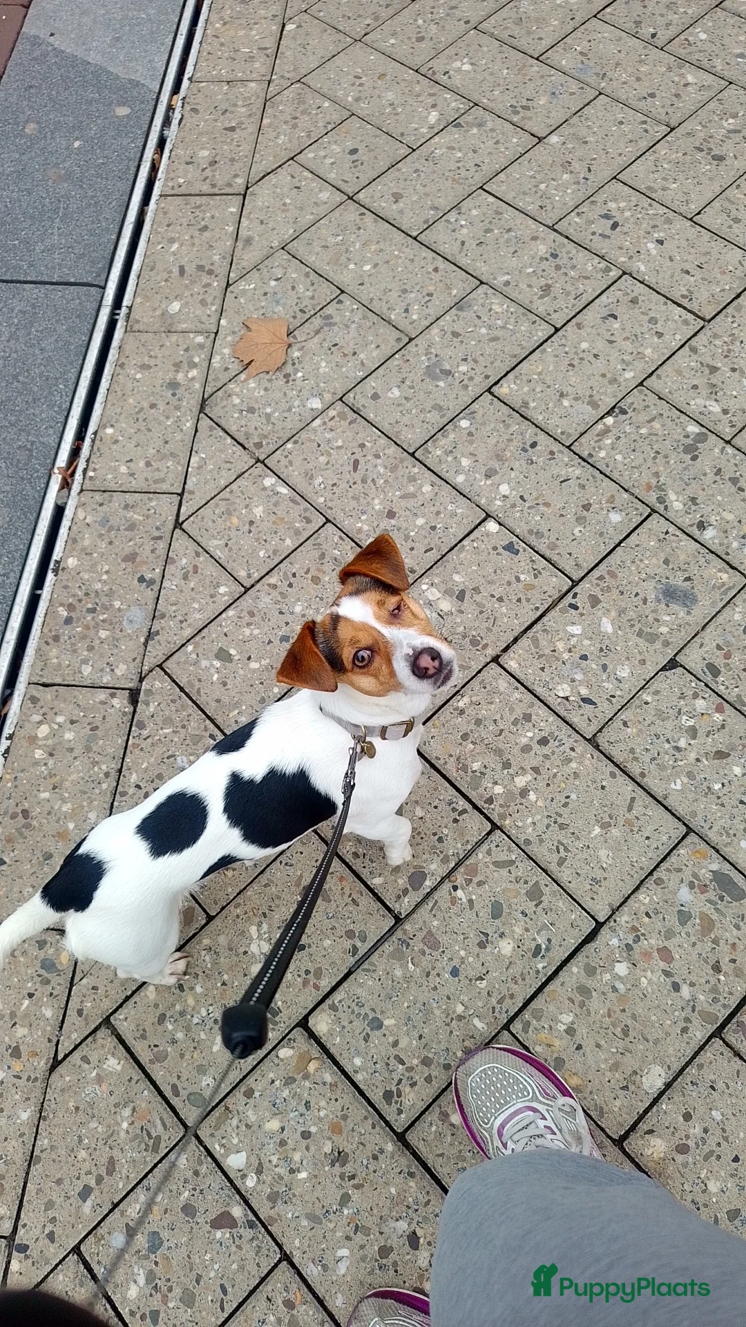 Jack Russel Terriër honden te koop: Lieve mini jackrussel - Advertentie 8