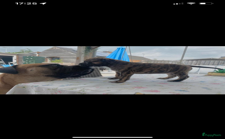 Kruising honden - Advertentie 2
