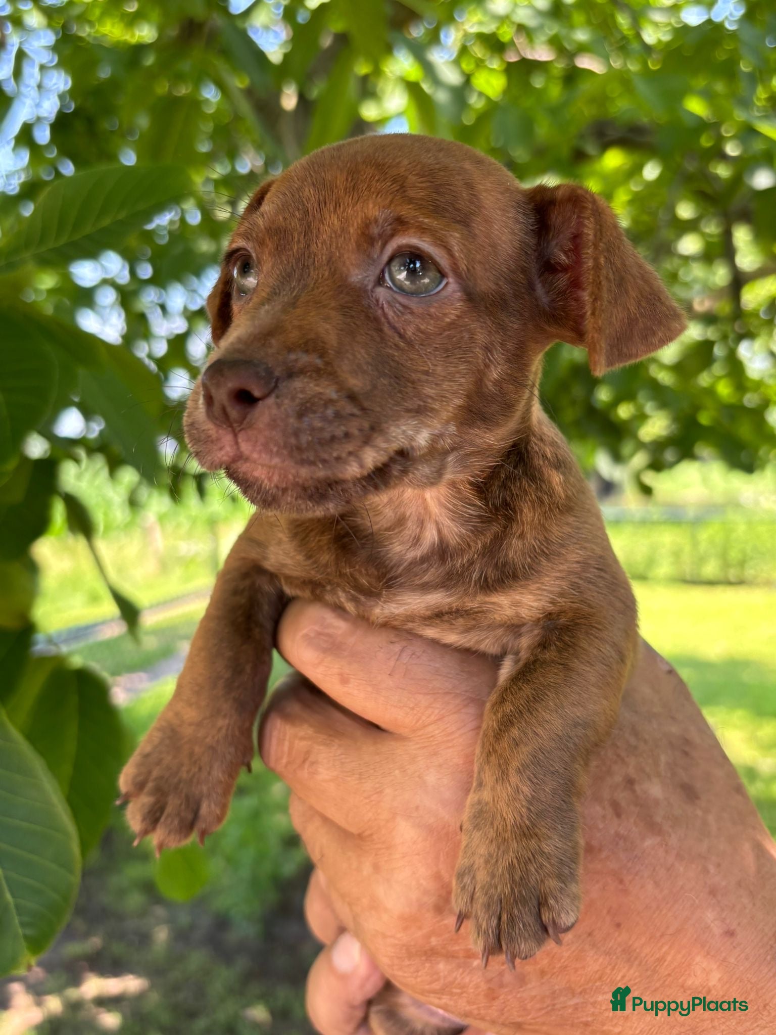 Jack Russel Terriër honden Prachtige Jack Russel pups te koop - Advertentie 1