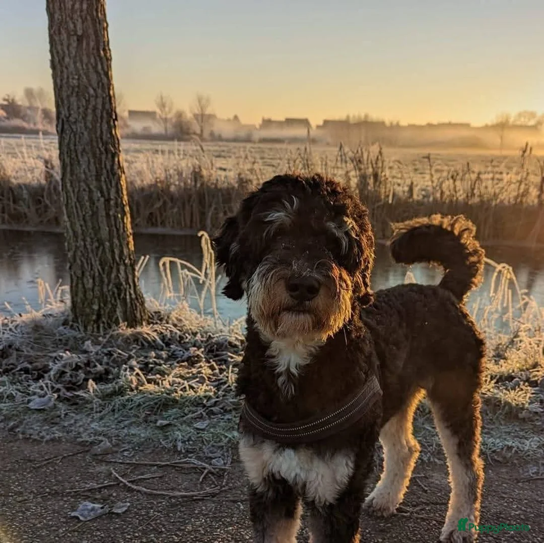 Kruising honden te koop: Goldendoodle x Bernerdoodle pups in Overberg - Advertentie 2