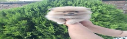 Pomeriaan honden te koop: Mini Pomeriaan - Advertentie 3