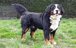 Kruising honden te koop: Berner Sennen x Zwitserse Sennen pups - Afbeelding 20