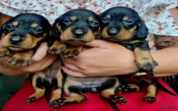 Ruwhaar Teckel honden te koop: Standaard ruwhaar teckel  - Afbeelding 3