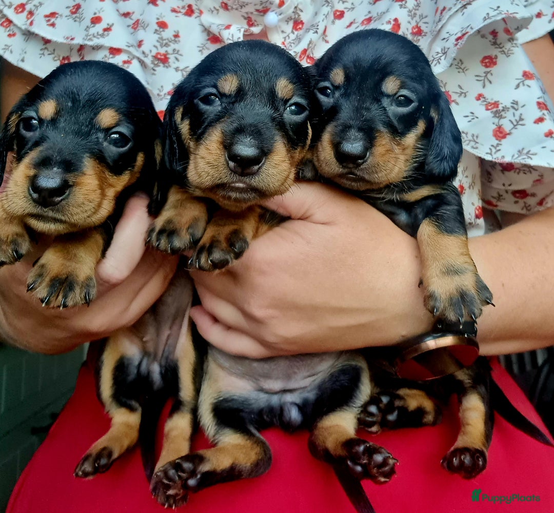Ruwhaar Teckel honden te koop: Standaard ruwhaar teckel  - Afbeelding 3