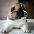American Akita Puppy 3