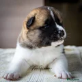 American Akita Puppy 3