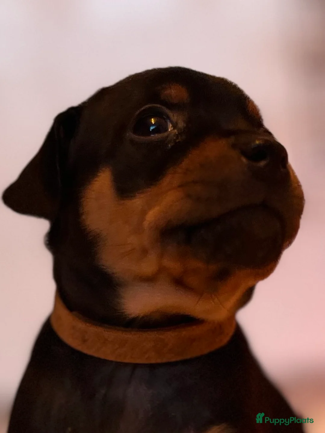 Kruising honden te koop: Carlin Pinscher Pups - Advertentie 6