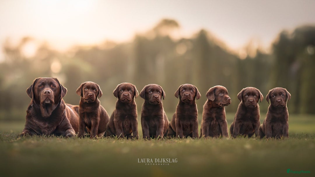 Labrador Retriever honden te koop: Chocola bruine labrador pups showlijn stamboom  - Afbeelding 8