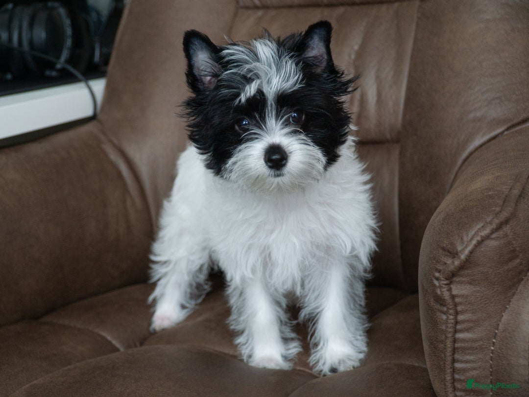 Yorkshire Terriër honden te koop: Yorkshire Terriër pups zoeken een liefdevol thuis! in Kortrijk - Afbeelding 1