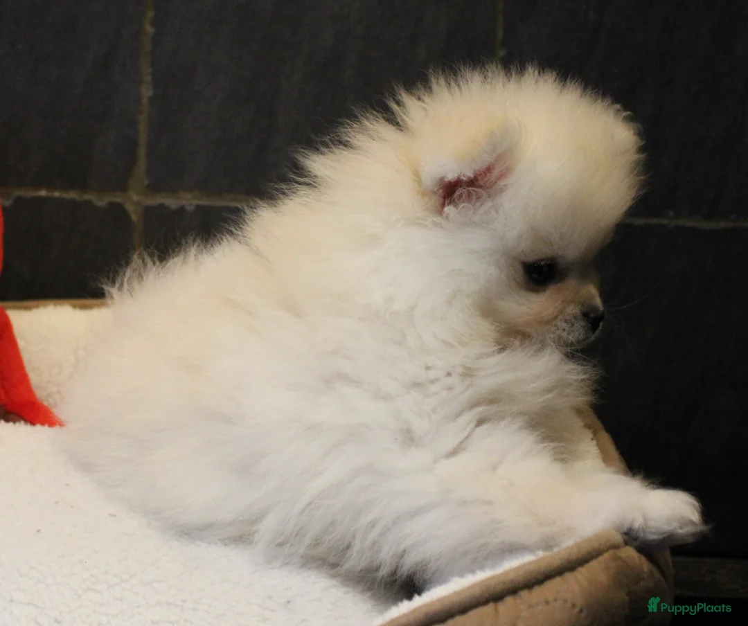 Pomeriaan honden te koop: Pomeriaan pups - Advertentie 10