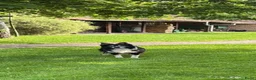 Border Collie honden te koop: Border Collie pups met FCI stamboom - Advertentie 13