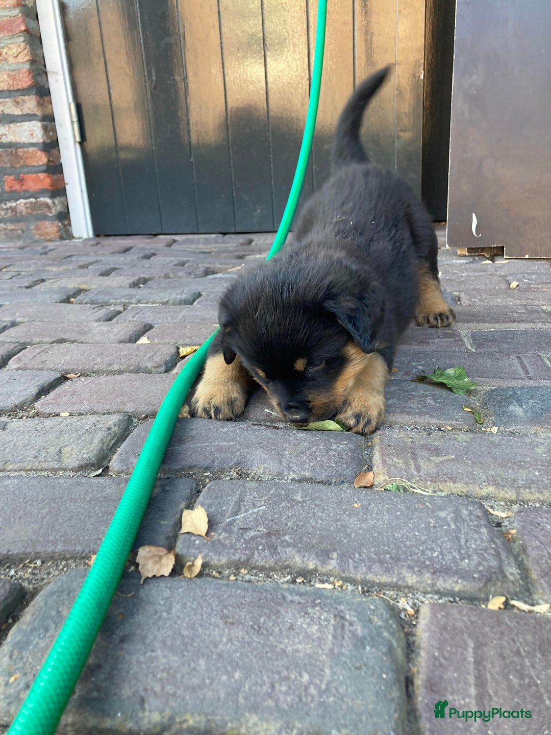 Rottweiler honden te koop: Mooie Rottweiler pups - Afbeelding 15