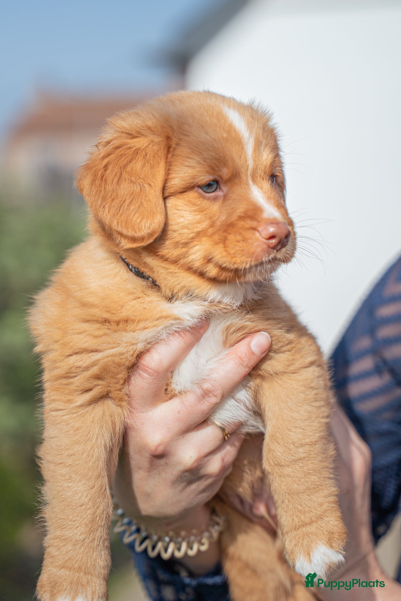 Nova Scotia Duck Tolling Retriever honden Nog 3 lieve toller pups beschikbaar! - Advertentie 1
