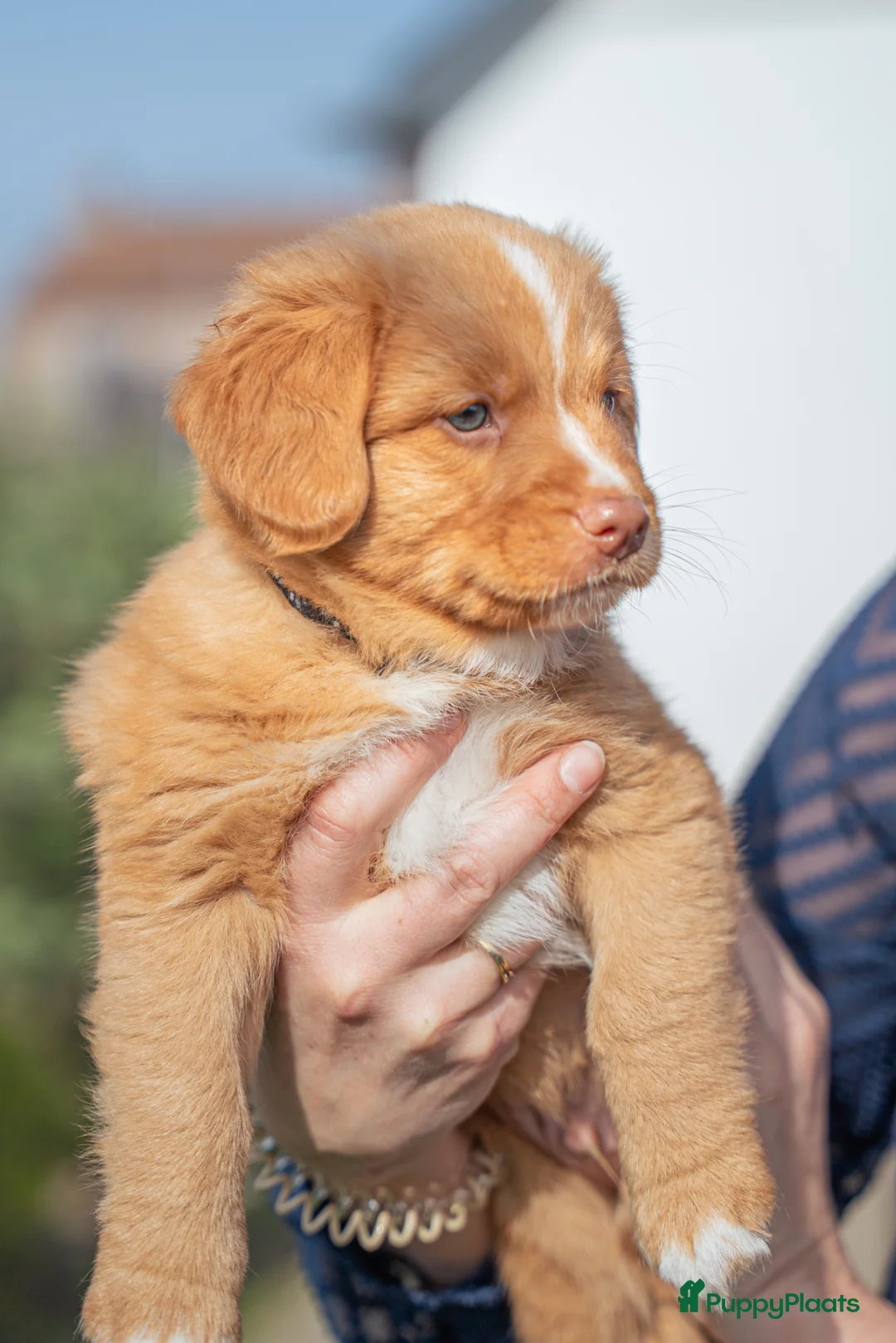 Nova Scotia Duck Tolling Retriever honden te koop: Nog 3 lieve toller pups beschikbaar! in Slijk-Ewijk - Advertentie 1