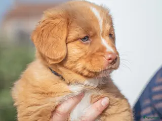 Nova Scotia Duck Tolling Retriever honden Nog 3 lieve toller pups beschikbaar! - Advertentie 1
