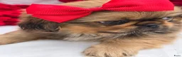 Pekingees honden te koop: Heel mooi Pekinees reutje - Advertentie 5
