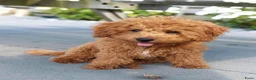 Aussiedoodle honden te koop: Aussiedoodle Aussie/Toy poedel - Advertentie 17