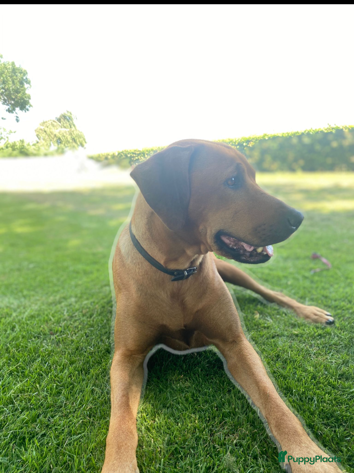 Rhodesian Ridgeback honden rhodesian ridgeback pups  - Advertentie 11