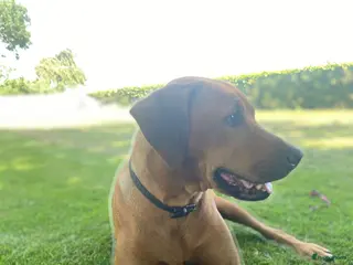 Rhodesian Ridgeback honden rhodesian ridgeback pups - Advertentie 1