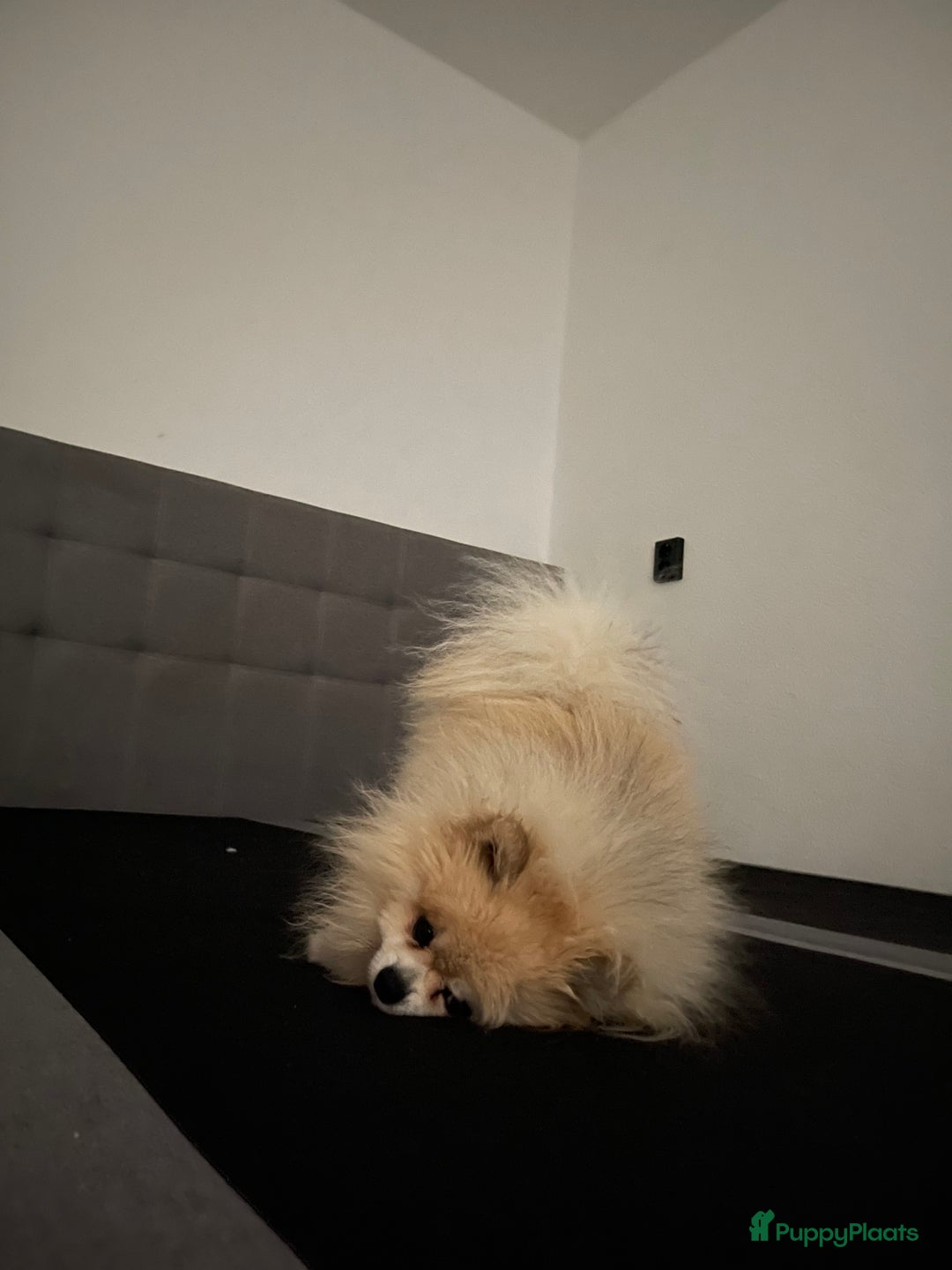 Pomeriaan honden te koop: Volwassen pomeriaan - Afbeelding 4