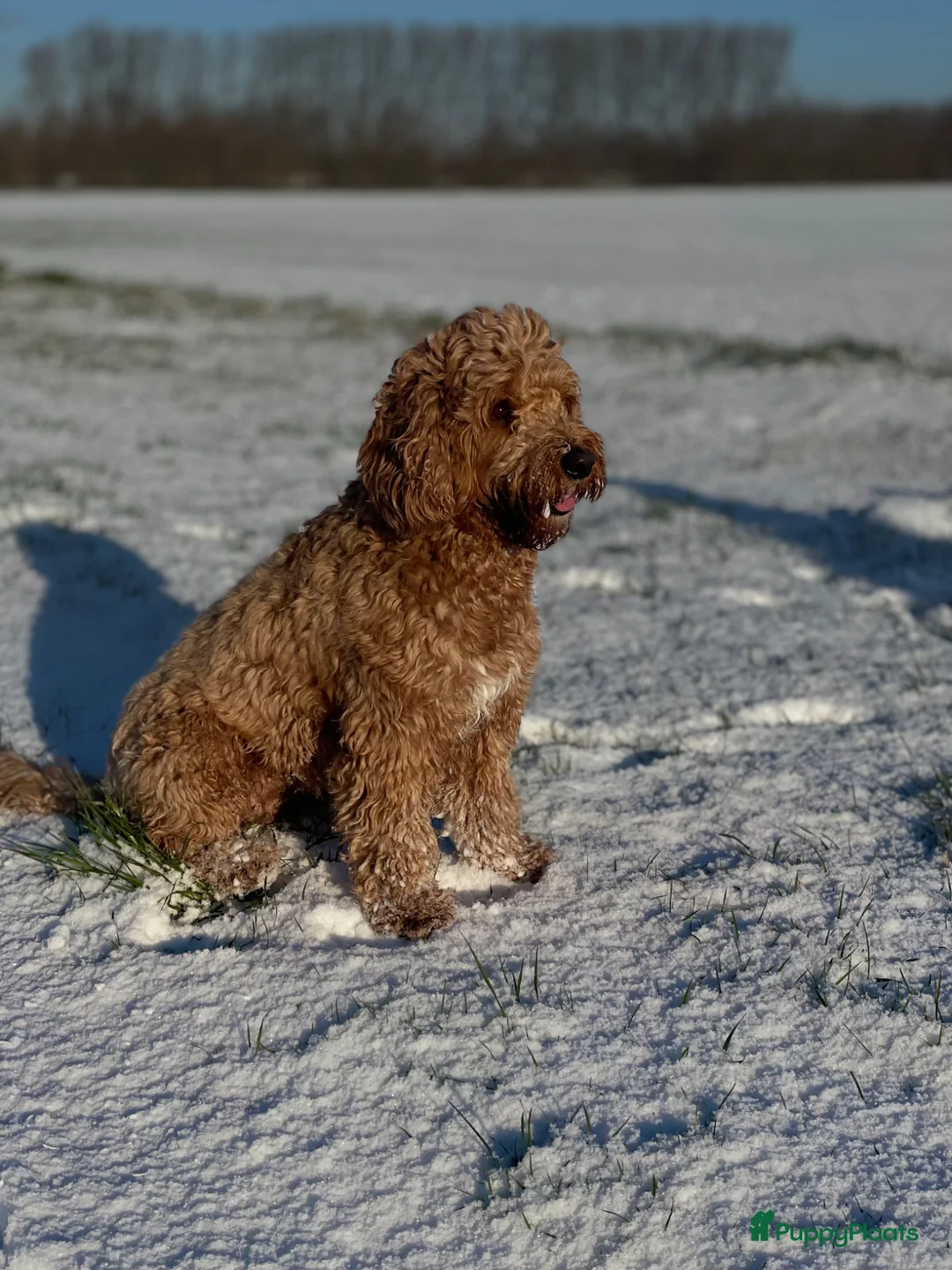 Galerij afbeelding {{count}}