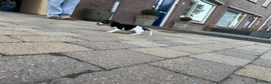 Jack Russel Terriër 3