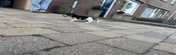 Jack Russel Terriër honden te koop: Jack Russell puppy’s zoeken een fijn thuis - Advertentie 5