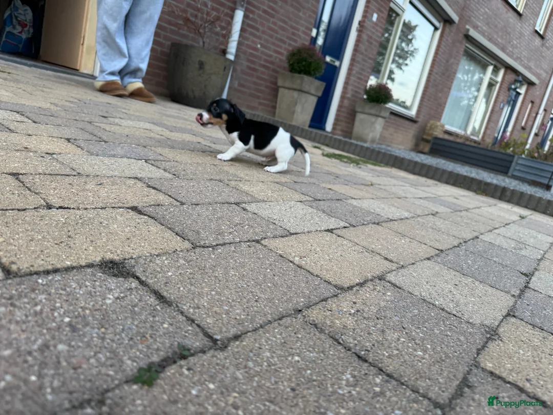 Jack Russel Terriër honden te koop: Jack Russell puppy’s zoeken een fijn thuis - Advertentie 5