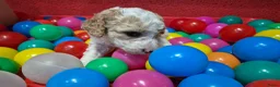 Cockapoo honden te koop: Cockapoo pupjes uit geteste ouders - Advertentie 13