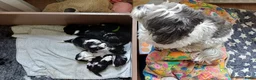 Kruising honden te koop: Schatjes van Boomerpups te koop - Advertentie 9