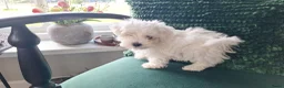 Maltezer honden te koop: Maltezer pup. Mini. Reu. Is aan 1 oogje blind - Advertentie 6