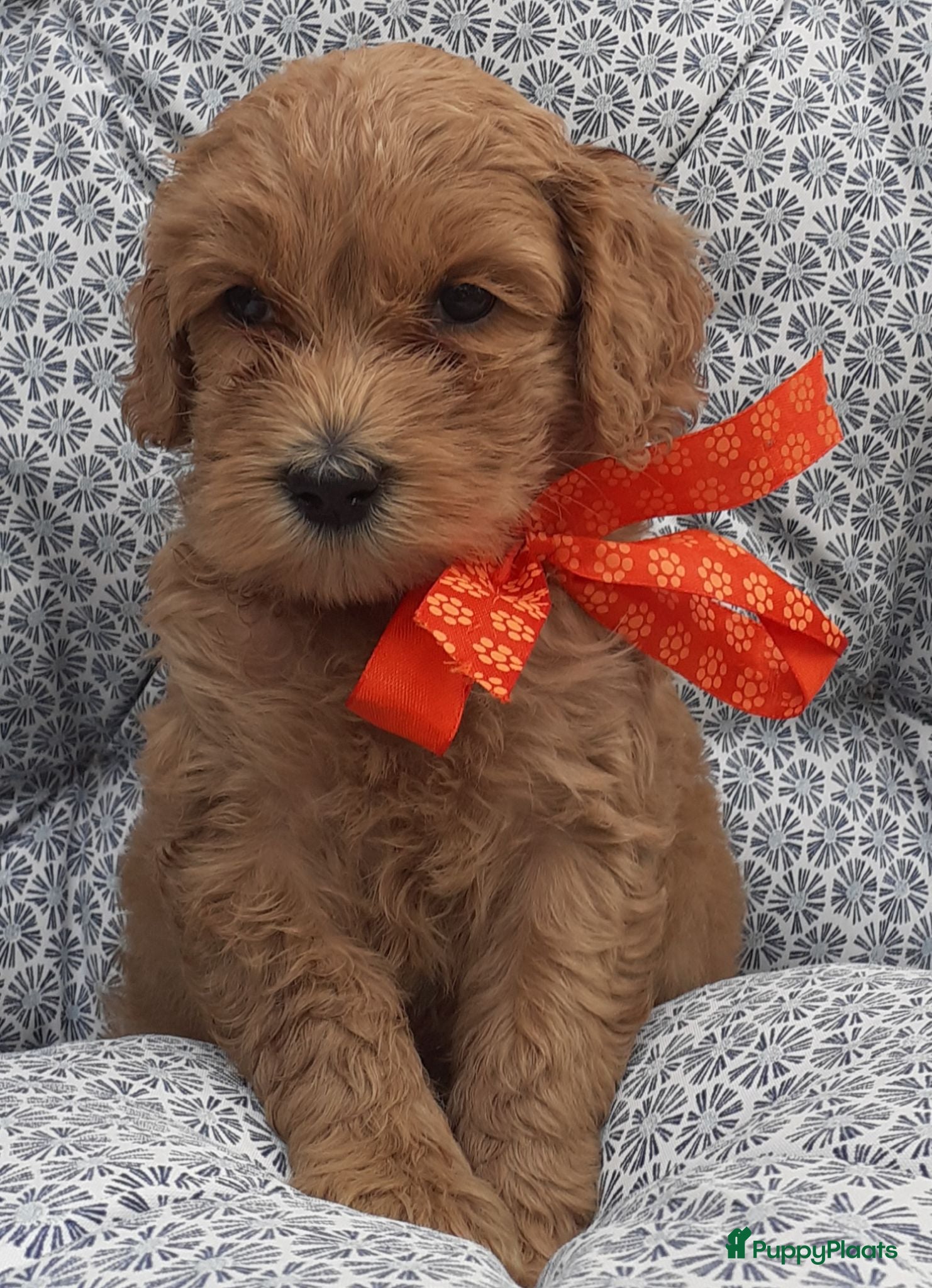Australian Labradoodle honden Australian Labradoodle pups WALA stamboom  - Advertentie 2