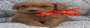 Australian Labradoodle Puppy 5