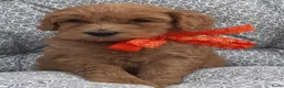Australian Labradoodle honden te koop: Australian Labradoodle pups WALA stamboom  - Advertentie 19