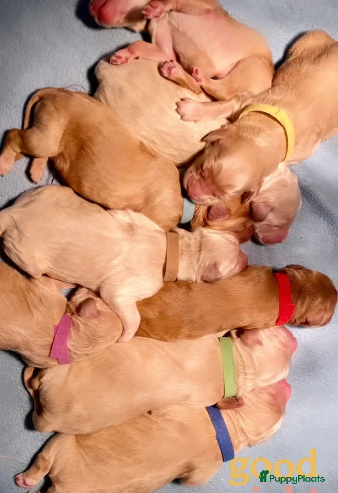 Labradoodle honden ter dekking: KNAPPE HALF AUSTRALIAN LABRADOODLE DEKREU PUK in Breda - Advertentie 24