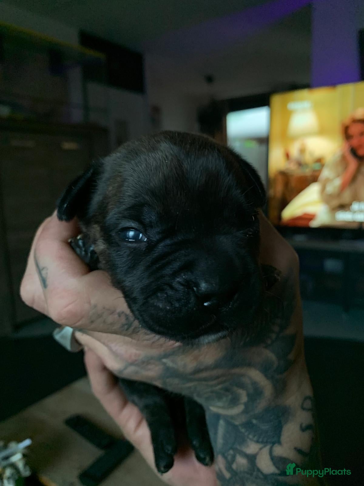 Kruising honden te koop: Mooie kruising fransebull / Americanbull - Advertentie 12