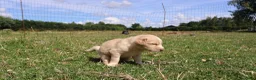 Labrador Retriever honden te koop: Wij hebben hele knappe labrador pups te koop - Advertentie 8