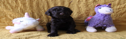 Barbet honden te koop: Barbet pups - Advertentie 40