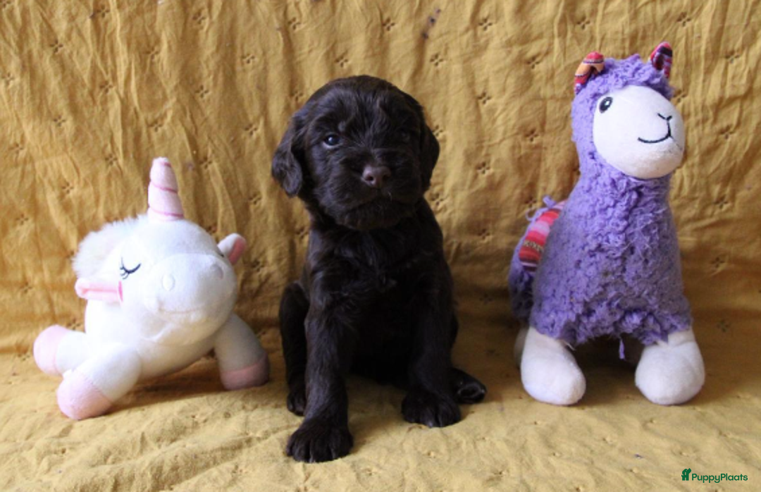 Barbet honden te koop: Barbet pups - Advertentie 40
