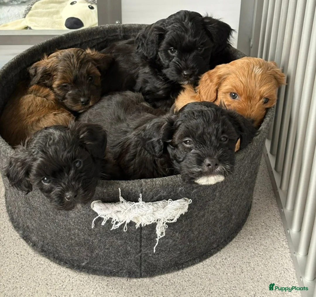 Kruising honden te koop: Lieve Boompoo - Advertentie 2